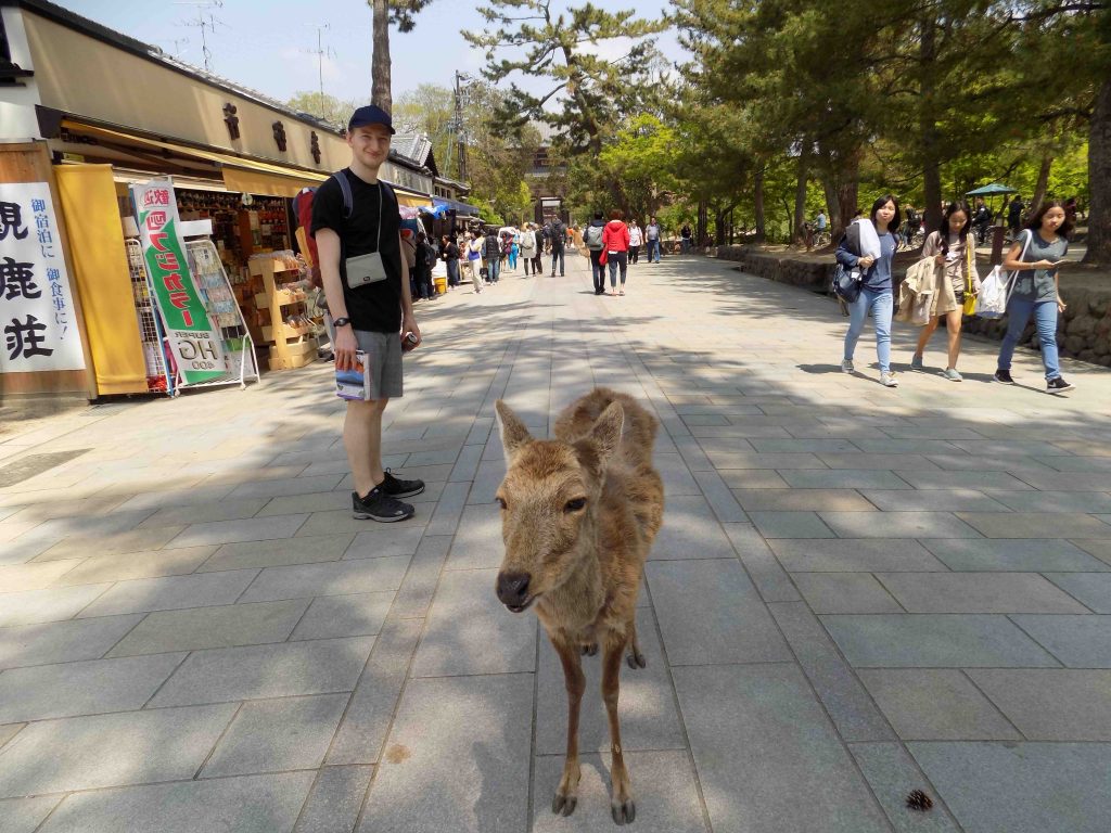 NARA deer